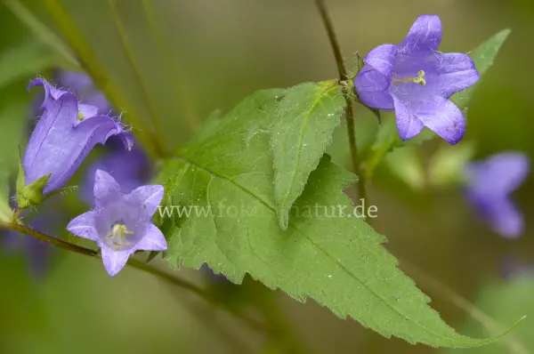 Fokus-Natur Bild