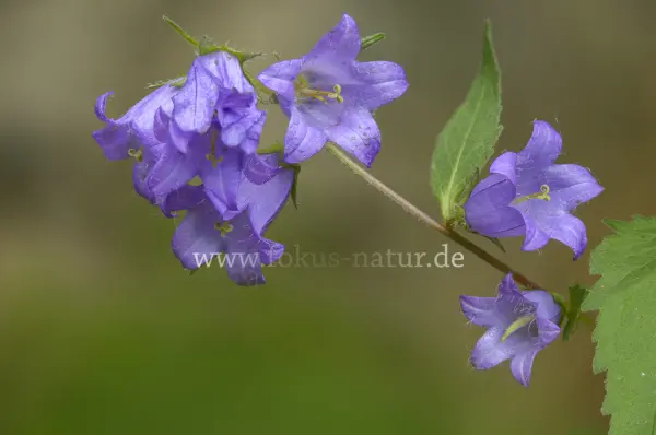 Fokus-Natur Bild