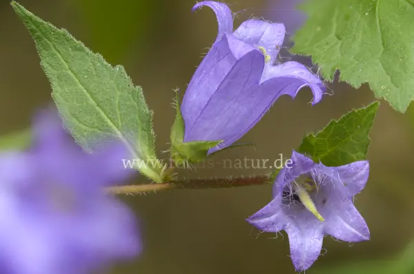 Fokus-Natur Bild