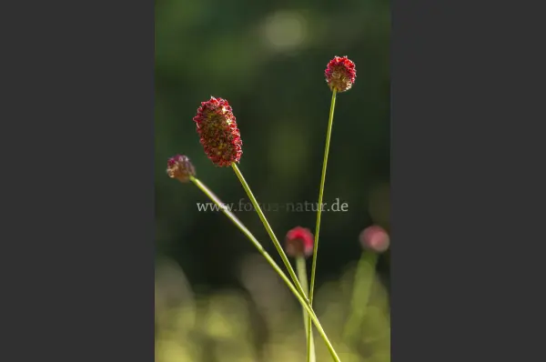 Fokus-Natur Bild