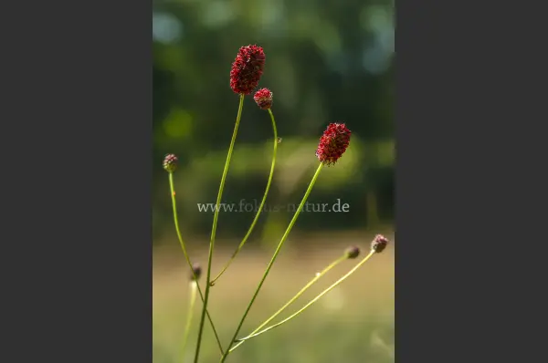 Fokus-Natur Bild