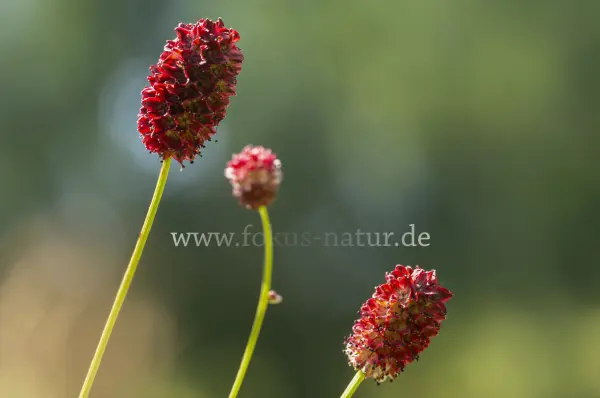 Fokus-Natur Bild