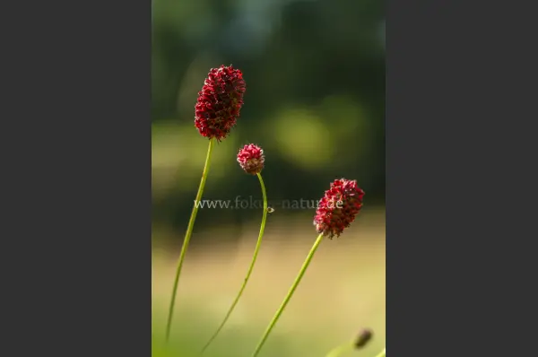 Fokus-Natur Bild