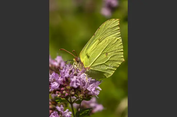 Fokus-Natur Bild