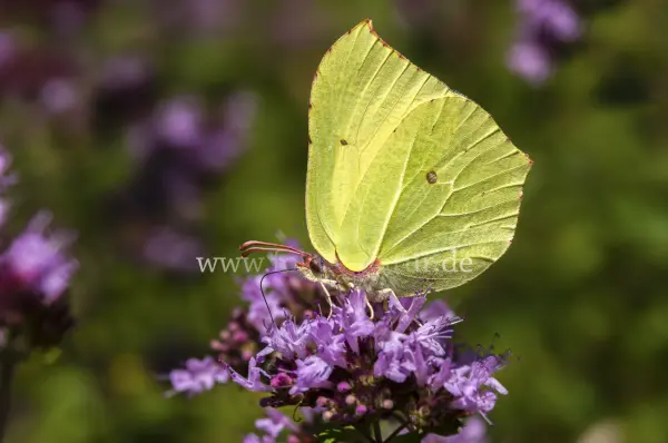 Fokus-Natur Bild
