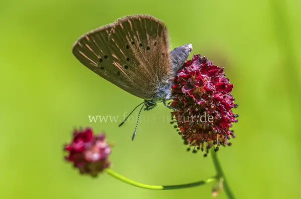 Fokus-Natur Bild