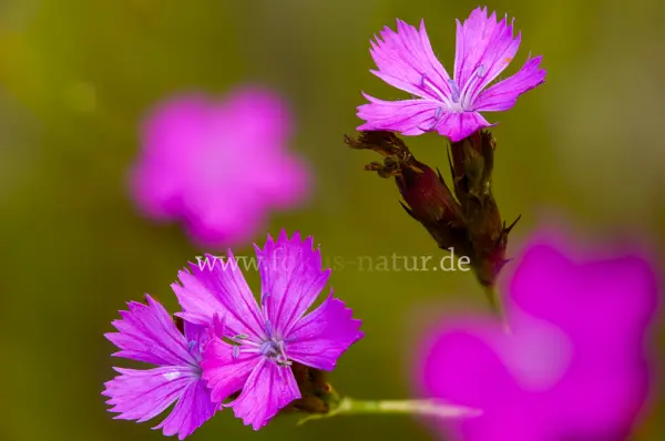 Fokus-Natur Bild