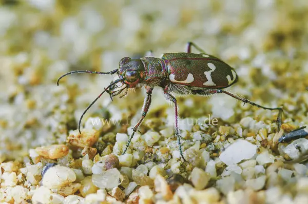 Fokus-Natur Bild