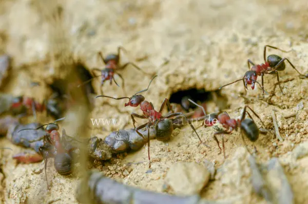 Fokus-Natur Bild