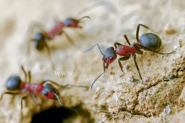 Fokus-Natur Bild