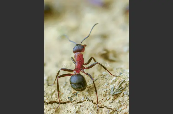 Fokus-Natur Bild