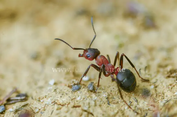 Fokus-Natur Bild