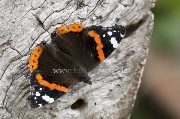 Fokus-Natur Bild
