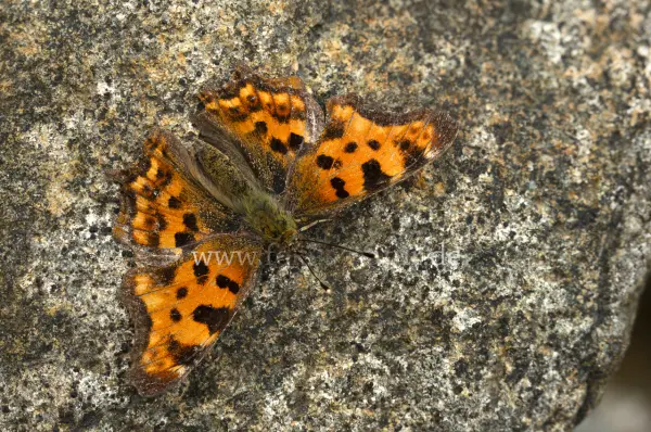 Fokus-Natur Bild