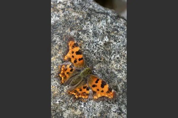 Fokus-Natur Bild