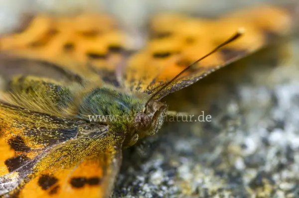 Fokus-Natur Bild