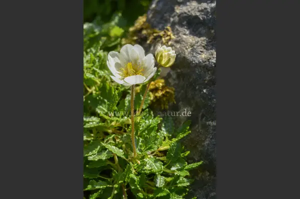Fokus-Natur Bild