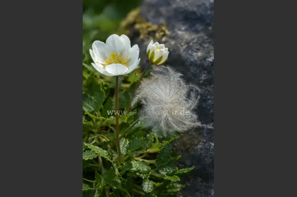 Fokus-Natur Bild