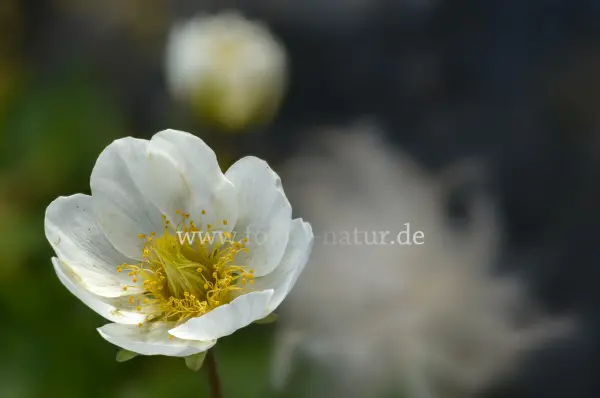 Fokus-Natur Bild