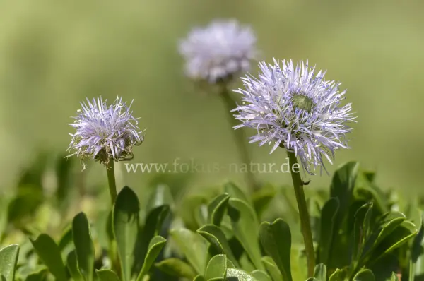 Fokus-Natur Bild