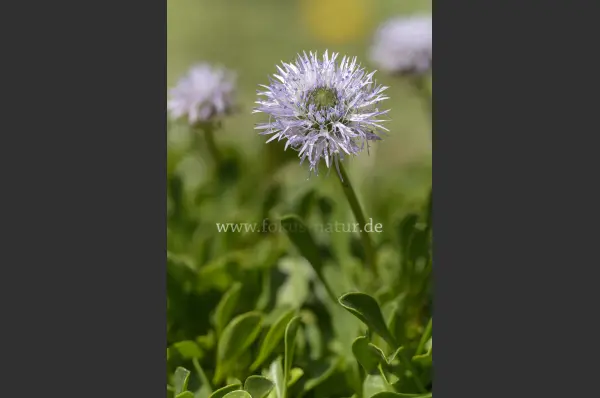 Fokus-Natur Bild