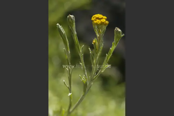 Fokus-Natur Bild