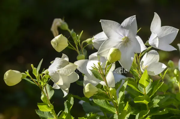 Fokus-Natur Bild