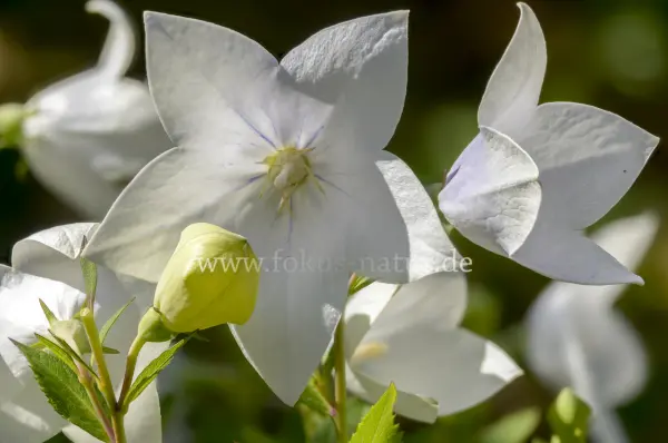 Fokus-Natur Bild