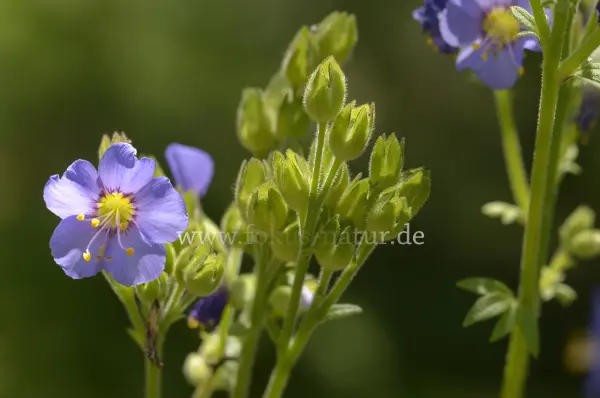 Fokus-Natur Bild