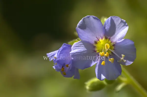 Fokus-Natur Bild