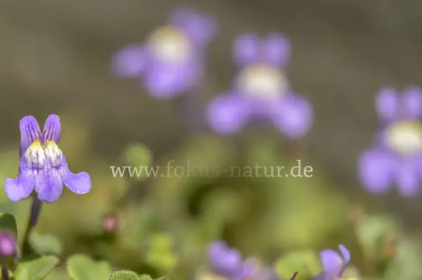Fokus-Natur Bild