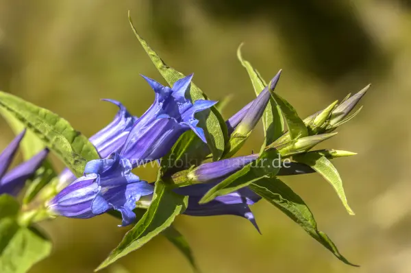 Fokus-Natur Bild