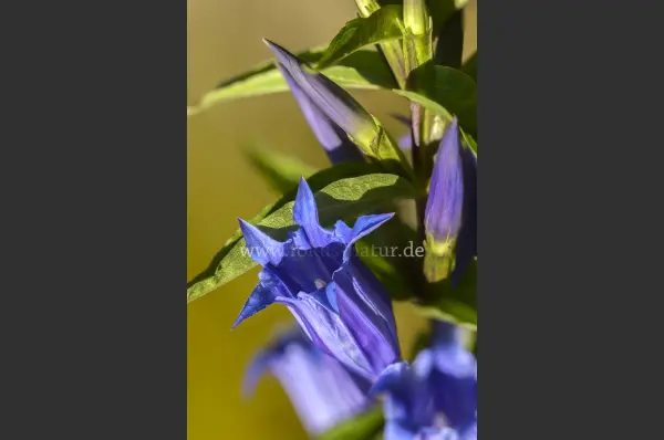 Fokus-Natur Bild