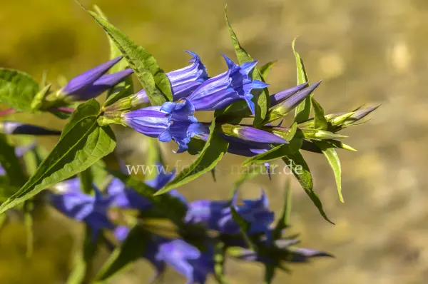 Fokus-Natur Bild