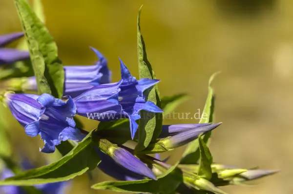 Fokus-Natur Bild