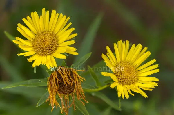 Fokus-Natur Bild