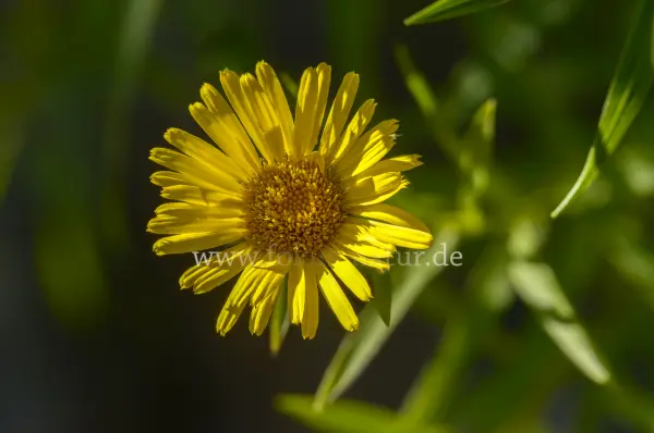 Fokus-Natur Bild