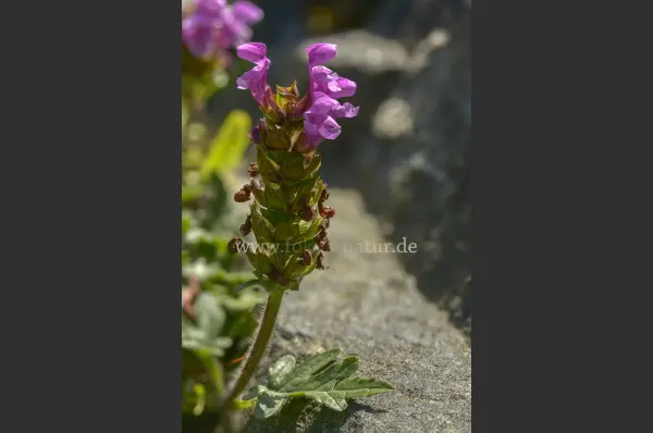 Fokus-Natur Bild