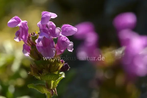 Fokus-Natur Bild