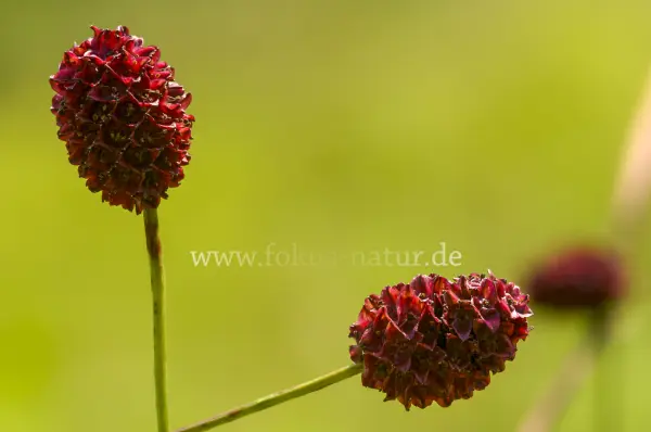 Fokus-Natur Bild