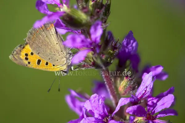 Fokus-Natur Bild