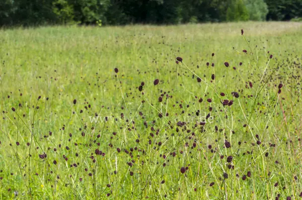Fokus-Natur Bild