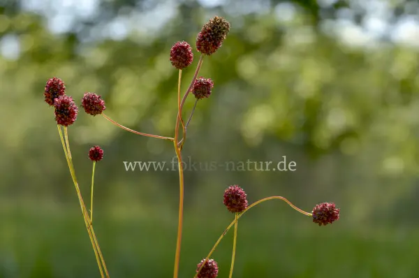 Fokus-Natur Bild
