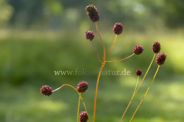 Fokus-Natur Bild