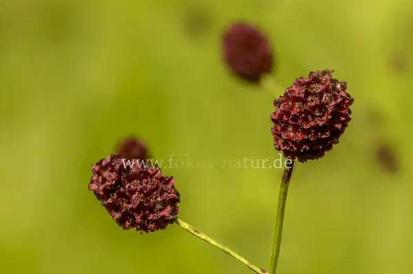 Fokus-Natur Bild
