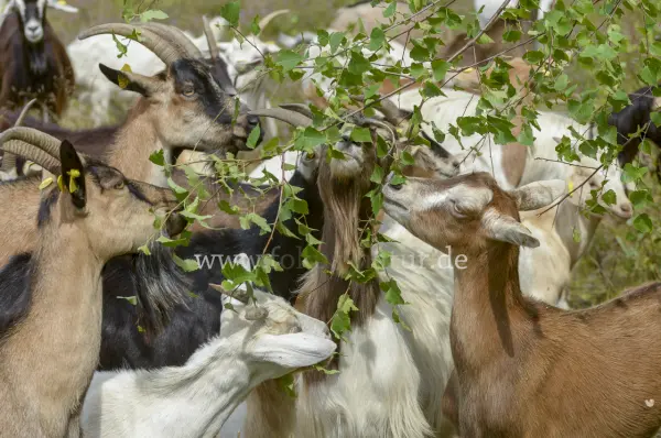 Fokus-Natur Bild