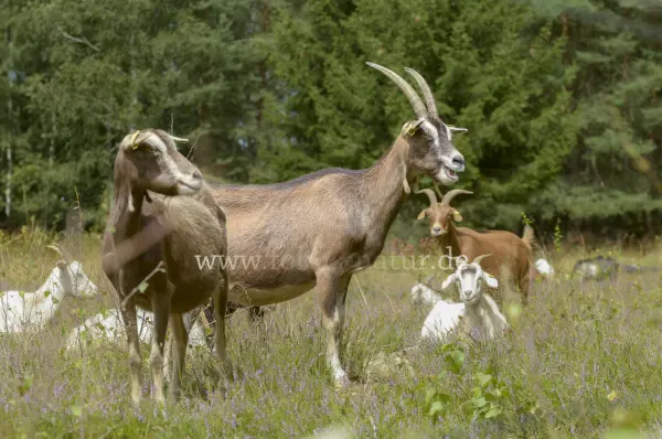 Fokus-Natur Bild