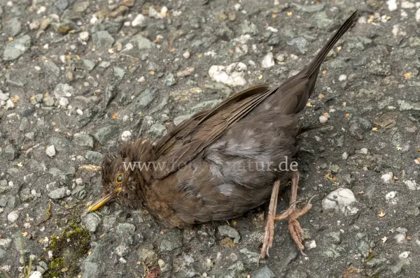 Fokus-Natur Bild