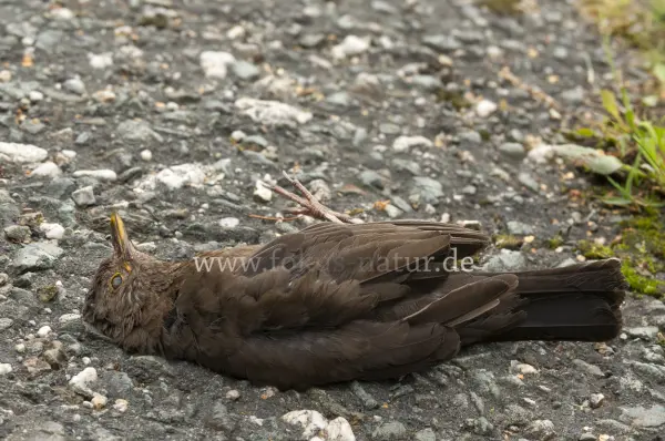 Fokus-Natur Bild