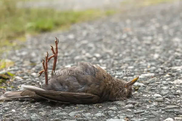 Fokus-Natur Bild